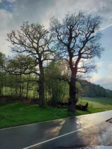Kreuzeleichen